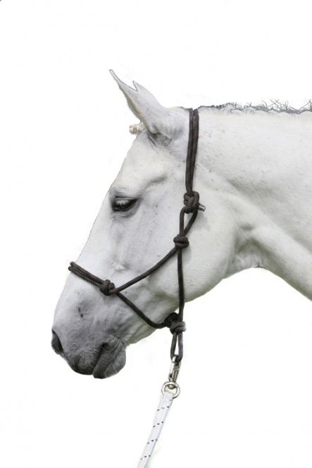 Hovedbilde Waldhausen Western/Tau Grime